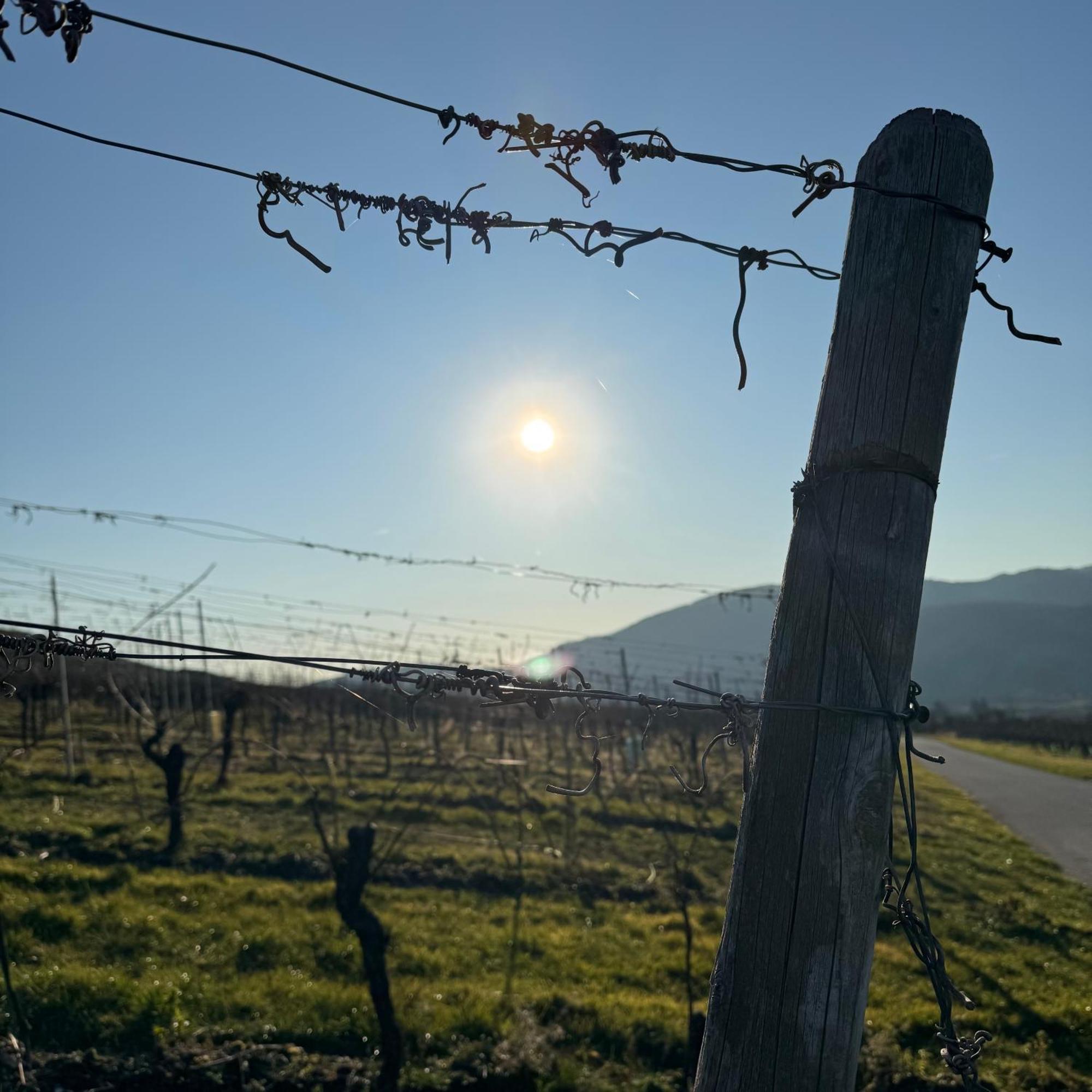 Weingut Tiliahof Bed & Breakfast Браунеберг Екстериор снимка
